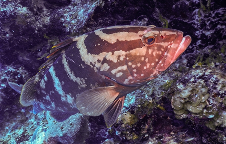 A Nassau grouper. CREDIT: A. Tewfik/WCS. 